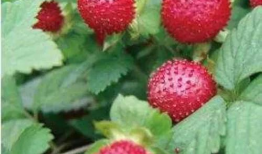 蛇莓漫画,奇幻冒险之旅